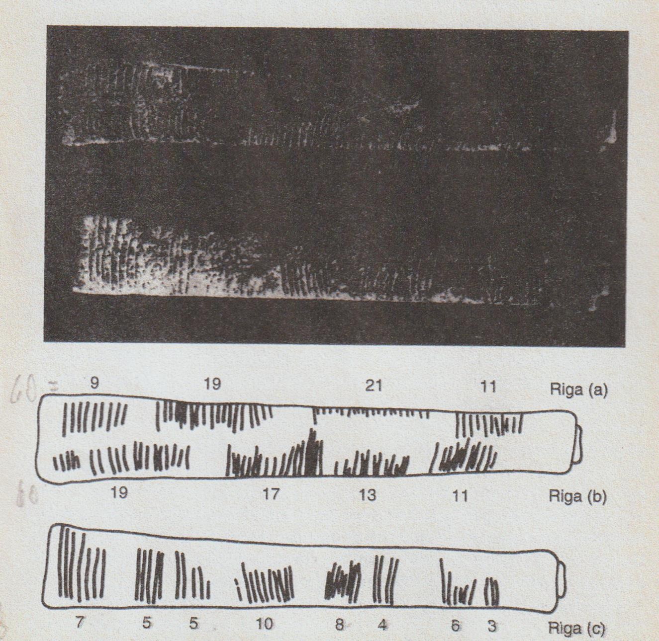 1362 maracchia NumeriPrimi Immagine1