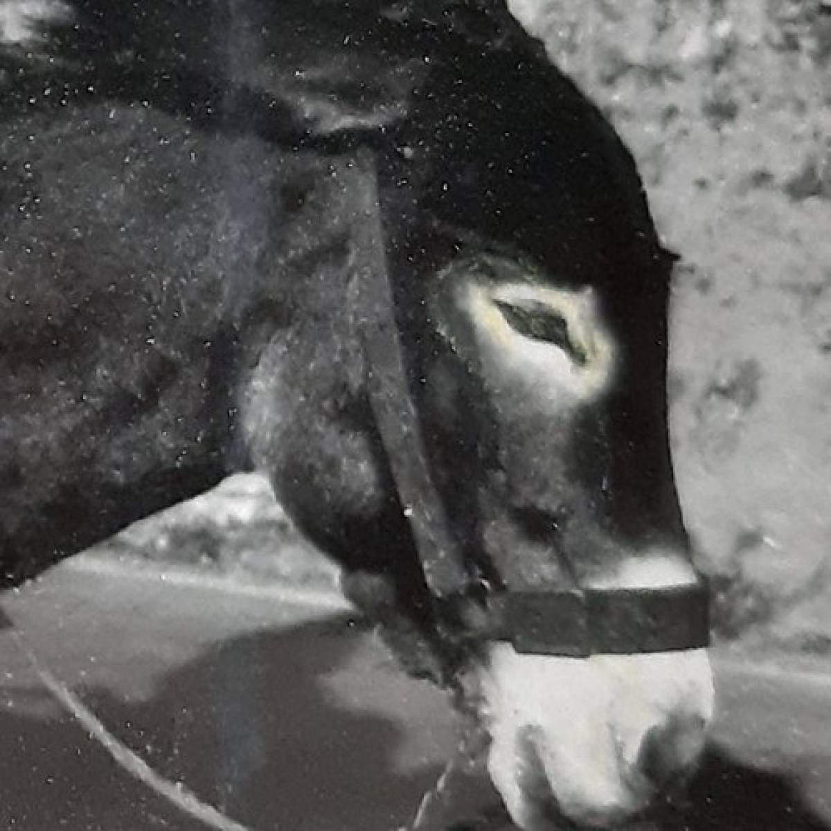 IA IO (di C. Lanzi)