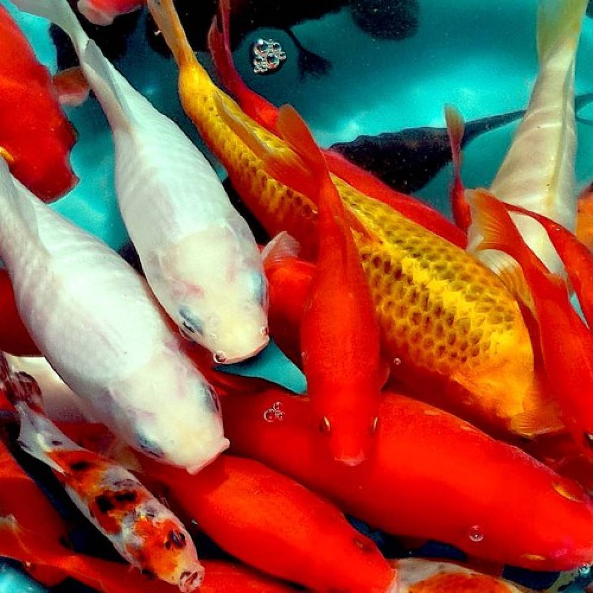 La Coscienza nel pesce rosso e l’implosione mediatica (di C. Lanzi)